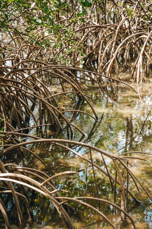 Pousada Reserva Tatuamunha Pôrto de Pedras Eksteriør bilde